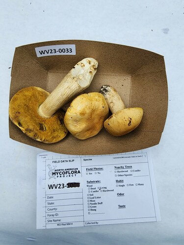 Boletus edulis