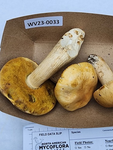 Boletus edulis (Photo 2 of 4)