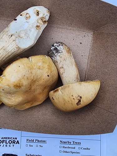 Boletus edulis (Photo 3 of 4)