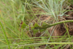 Hypoxis galpinii
