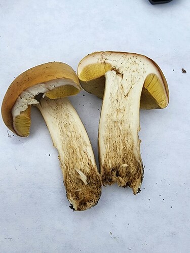 Boletus edulis (Photo 4 of 4)