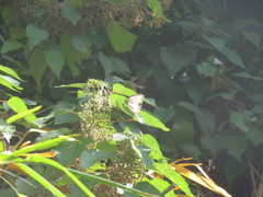 Appias lyncida eleonora