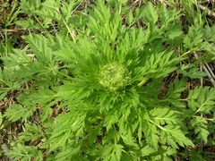 Pleurospermum uralense