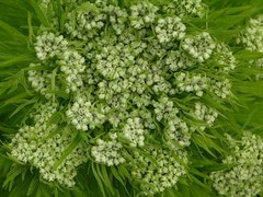 Pleurospermum uralense