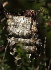 Ropalidia capensis