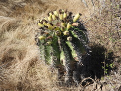 Ferocactus herrerae