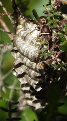Ropalidia capensis