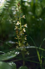 Oreorchis patens