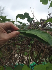 Psophocarpus tetragonolobus