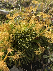 Aciphylla monroi