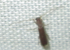 Linopteridius brunneus