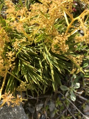 Aciphylla monroi