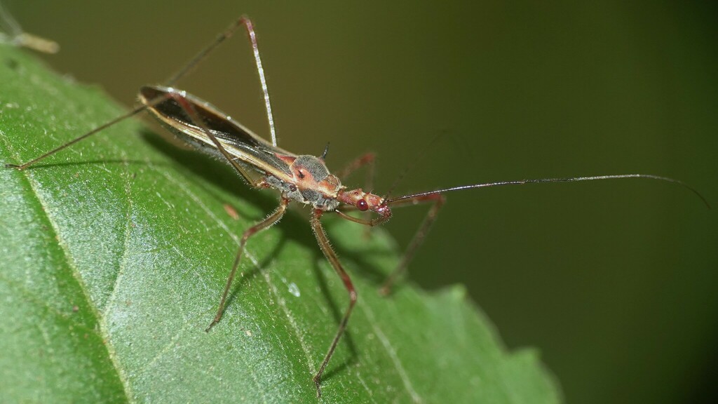 Euagoras Plagiatus From Wp8m+jx3, Gureghar, Siddhanathwadi, Wai 