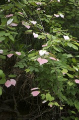 Actinidia kolomikta