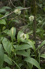 Allium ochotense