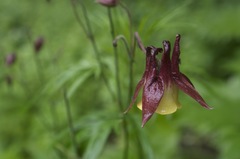Aquilegia oxysepala