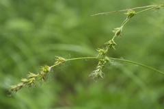 Carex pallida
