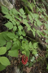 Actaea erythrocarpa