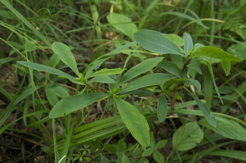 Daphne koreana