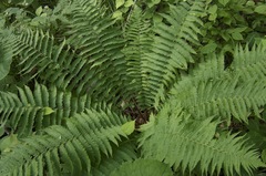 Dryopteris crassirhizoma