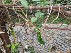 Psophocarpus tetragonolobus