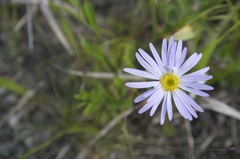 Aster hispidus