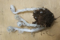 Monotropastrum humile