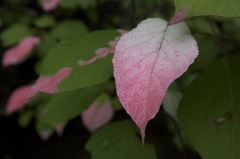 Actinidia kolomikta