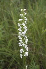 Platanthera hologlottis