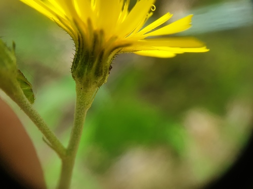 Smooth hawkweed