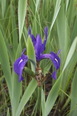 Iris laevigata