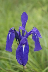 Iris laevigata