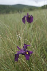 Iris ensata