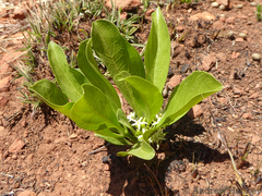 Pygmaeothamnus zeyheri