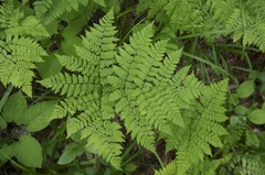 Dryopteris amurensis
