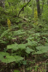 Ligularia sachalinensis