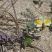 Linaria japonica - Photo (c) Сергей Дудов, algunos derechos reservados (CC BY-NC), subido por Сергей Дудов