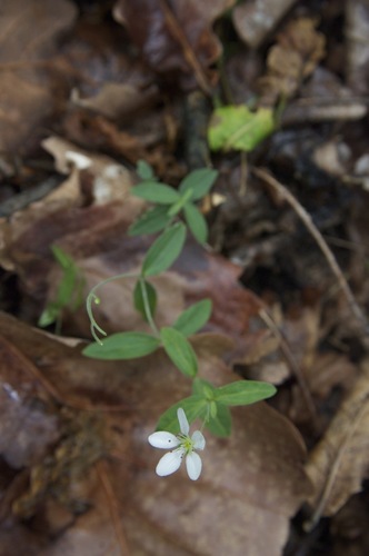 bluntleaf sandwort