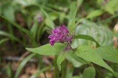 Melampyrum setaceum