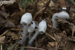 Monotropastrum humile