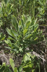 Myrica gale tomentosa