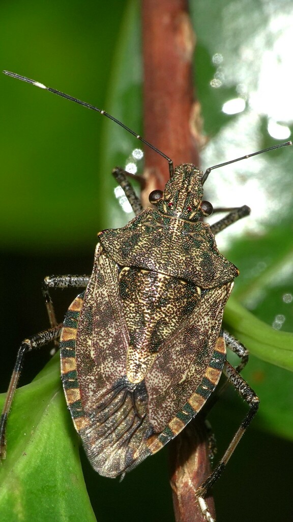 Dalpada latipes