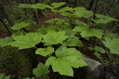Oplopanax elatus