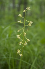 Oreorchis patens