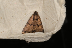 Mormoscopa phricozona