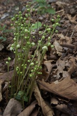 Pyrola japonica