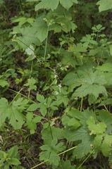 Sanicula chinensis