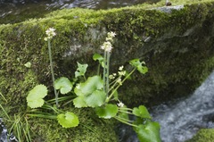 Micranthes manchuriensis