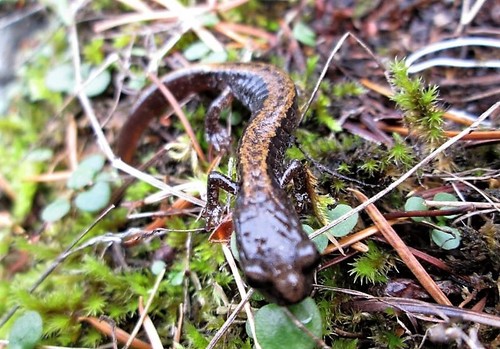 Plethodon larselli