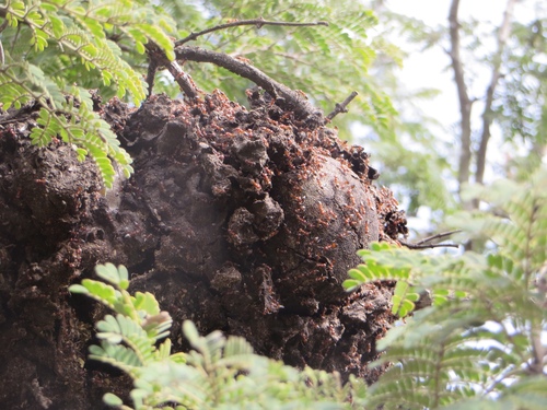 Crematogaster castanea arboreaCrematogaster castanea arborea